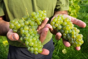 Traže sezonske radnike za berbu vinskih sorti grožđa