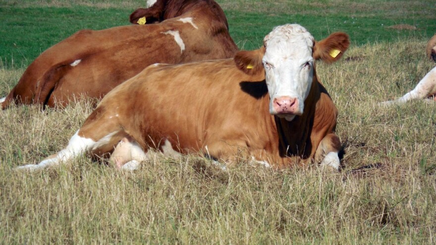 Kako hraniti i paziti na kondiciju junica prvotelki?