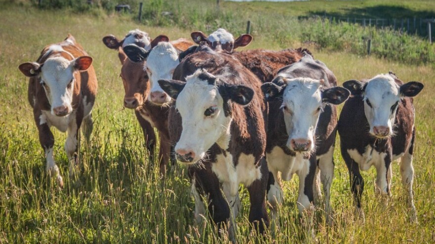 Pregoni na pašnjacima ili kako rotacijska ispaša poboljšava kvalitet trave?