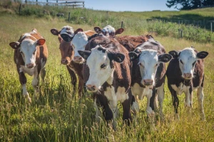 Pregoni na pašnjacima ili kako rotacijska ispaša poboljšava kvalitetu trave?