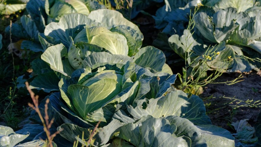 Sve više povrtara zaorava zasade kupusa iako je većina prve klase