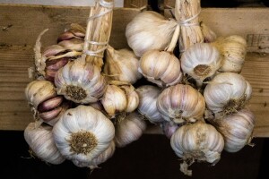 U prvih pola godine vrijednost izvoza bijelog luka bila je ravna nuli