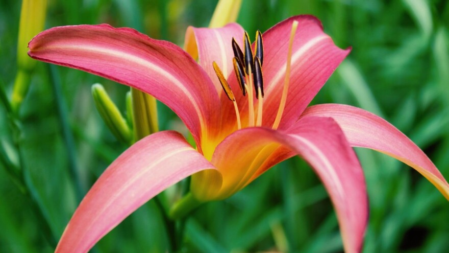 Jesenja sadnja ljiljana za bolje ukorenjavanje i krupnije cvetove