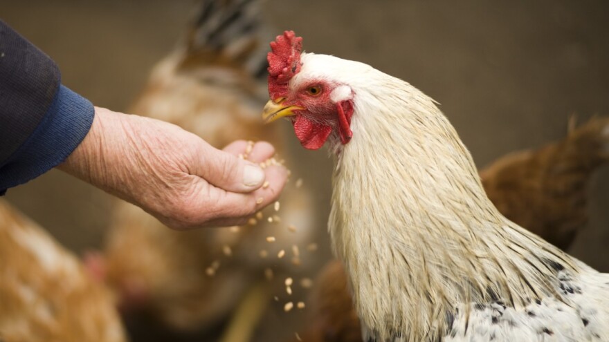 DZS: Rast cijena stoke, peradi i mlijeka