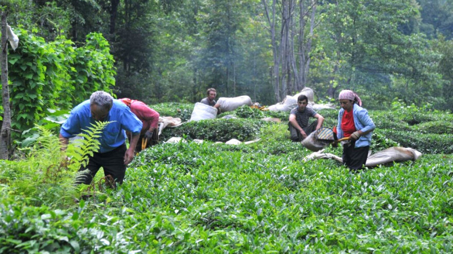 Turski izvoz čaja porastao za 43 odsto u prvih sedam meseci