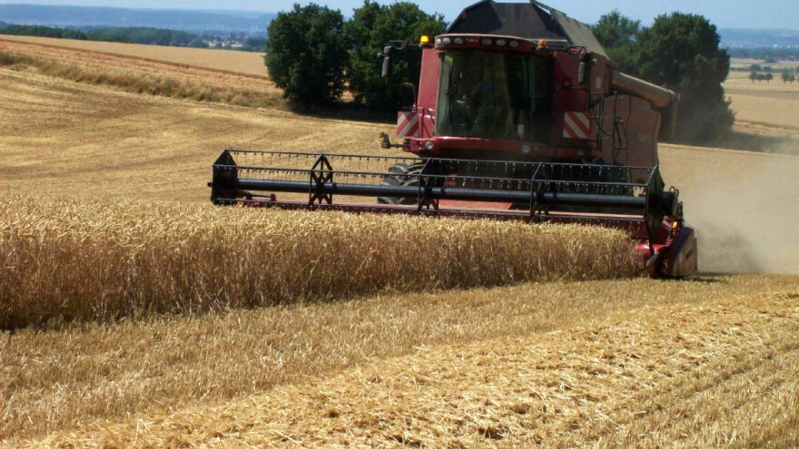 Njemačka i Poljska ostvarile bolji urod pšenice od Francuske