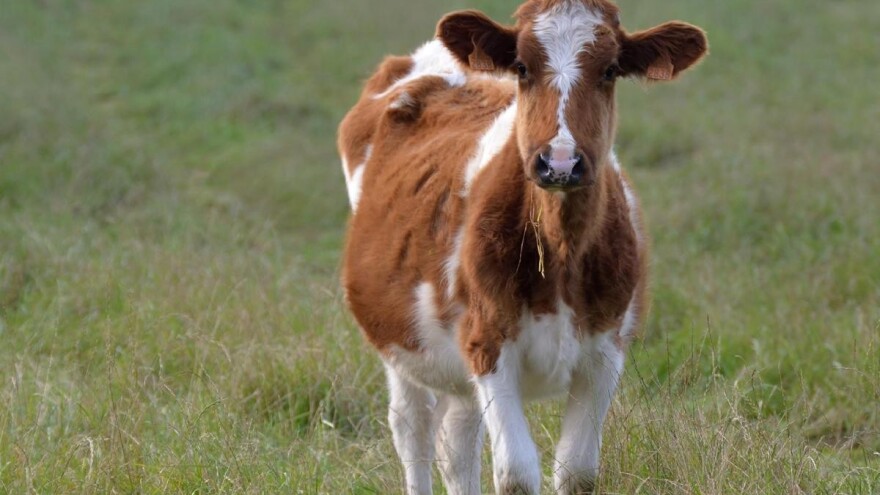 Isplaćene potpore za 455 korisnika u vrijednosti od gotovo 126 milijuna kuna