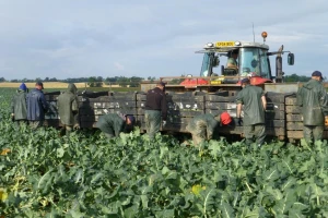 Testiraju farmere i radnike na poljima kako bi se proizvodnja nesmetano odvijala