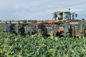 Testiraju farmere i radnike na poljima kako bi se proizvodnja nesmetano odvijala
