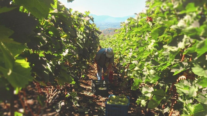 Proizvođači šampanjca smanjenom berbom žele spriječiti pad cijena