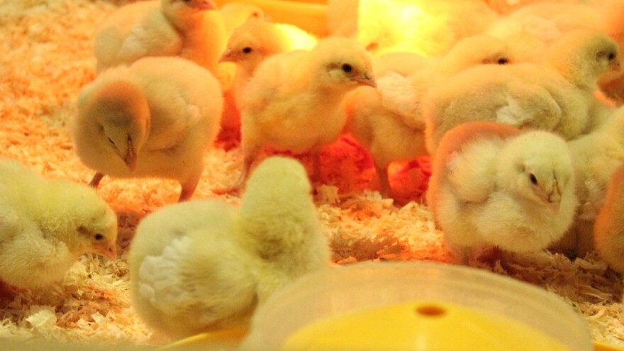 Unatoč manjoj potražnji Kina i dalje nastavlja s rekordnim uzgojem pilića