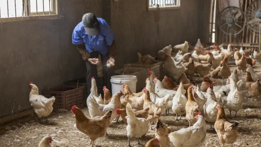 Na dve farme u Australiji potvrđen ptičiji grip