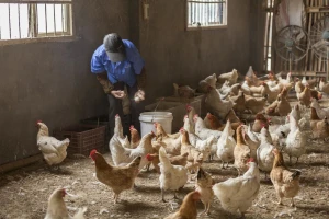 Na dvije farme u Australiji potvrđena ptičja gripa