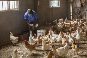 Na dvije farme u Australiji potvrđena ptičja gripa