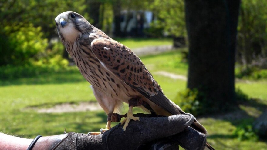 Novo javno savjetovanje: Troškovi polaganja sokolarskog ispita po novom će biti 375 kuna