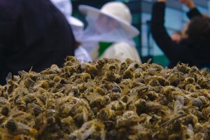 Pomor pčela: Objavljen Prijedlog Programa potpore pčelarima za saniranje šteta