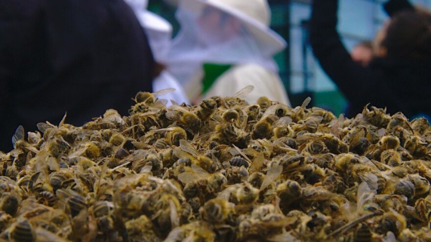 Pomor pčela: Objavljen Prijedlog Programa potpore pčelarima za saniranje šteta