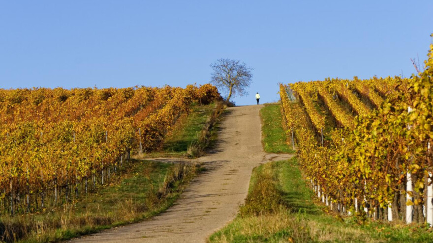 Rasprava o ZPP-u i eko proizvodnji čekaće jesen