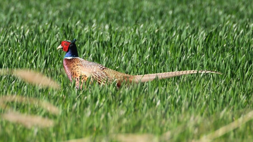 Manje ptica - više štetnika: Neonikotinoidi glavni razlog za opadanje ptičje populacije?