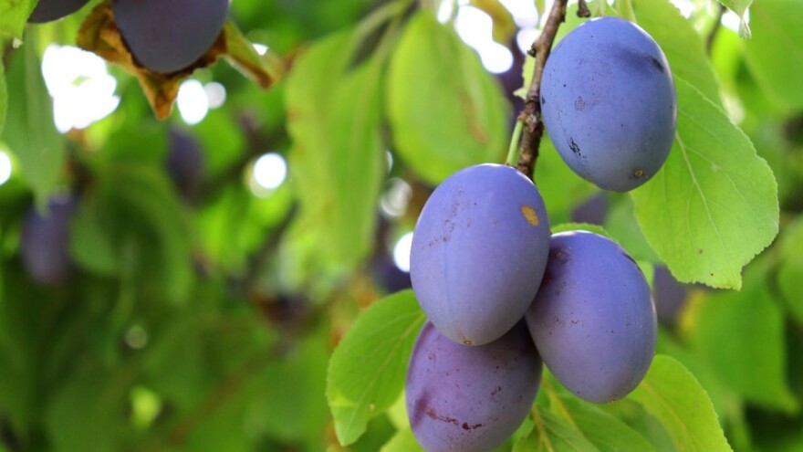 Šljiva - konkurentna voćna vrsta na Bliskom istoku