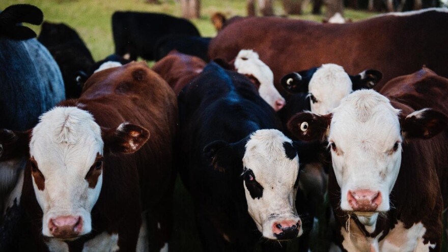 Otkup junadi: Još uvek se čeka intervencija države