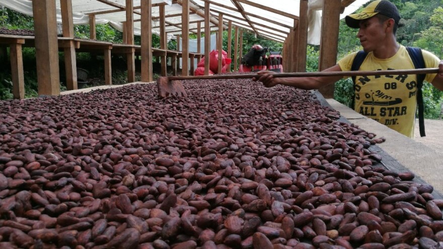 Proizvodnja kakaa u Nigeriji ove godine manja za 20%