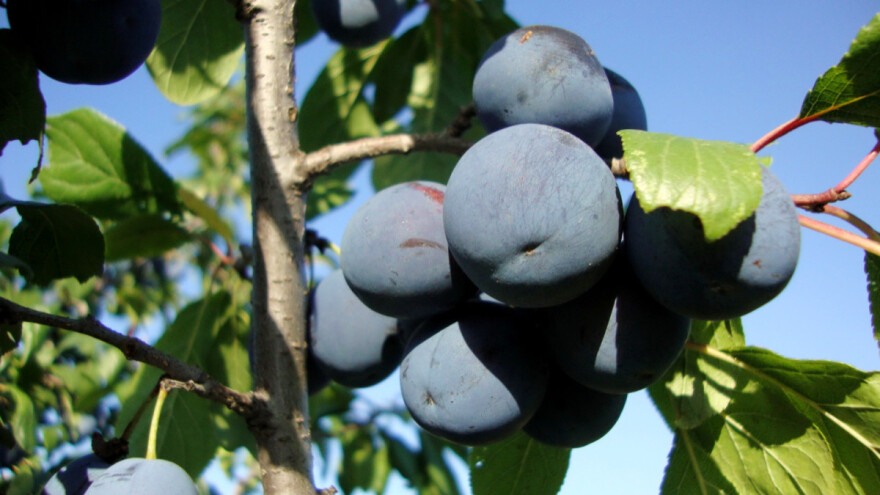 Vremenske neprilike pomutile i svetsko tržište šljiva