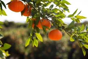 Pozvali nadležne na sastanak u vezi berbe mandarina - traže početnu cijenu od 4 kune