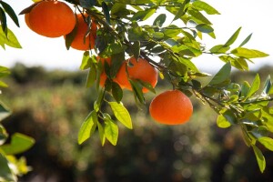 Pozvali nadležne na sastanak u vezi berbe mandarina - traže početnu cijenu od 4 kune