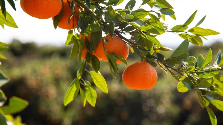 Pozvali nadležne na sastanak u vezi berbe mandarina - traže početnu cijenu od 4 kune