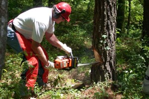 Rušeći stablo smrtno stradao 43-godišnjak, dok je 19-godišnjak teško ozljeđen motornom pilom
