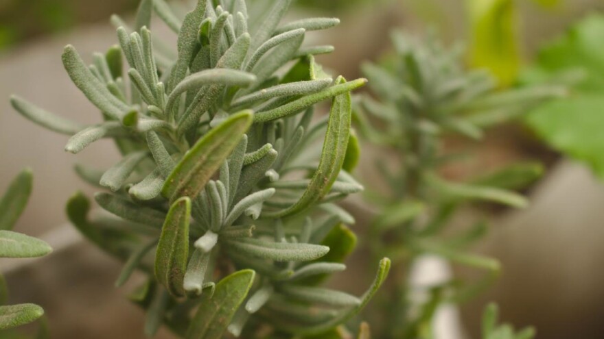 Suzbijte pepelnicu na ruzmarinu belim lukom, sodom, sapunom