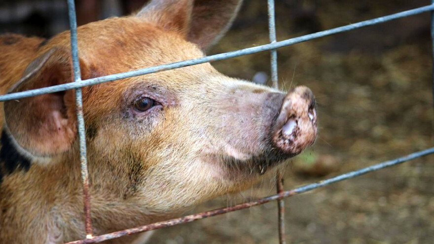Elon Musk i čip u mozgu svinje Gertrude - lakše liječenje neuroloških bolesti?