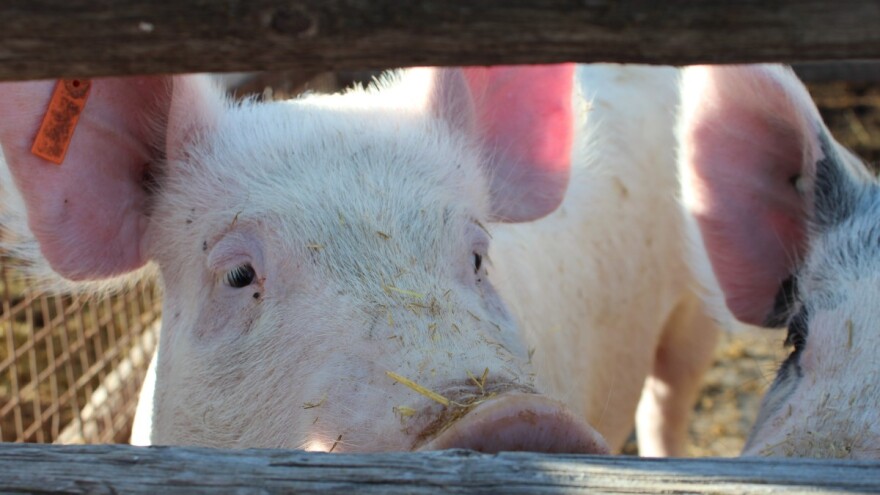 Hrvatska bez afričke svinjske kuge, sufinanciranje ograda i dalje dostupno