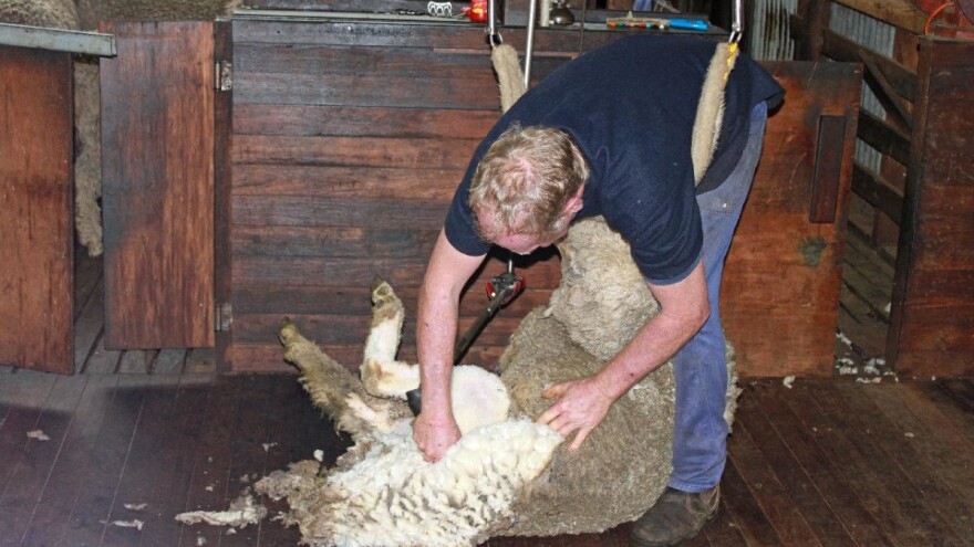 Proizvođači vune na koljenima - i njih je pokosio Covid-19?