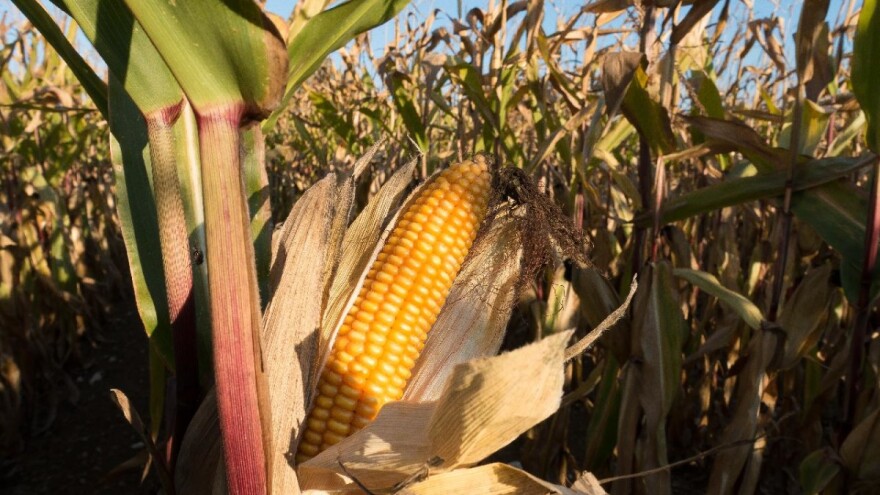 Kukuruz je dobiven kultiviranjem biljke teosinte: Kako se razvijao kroz povijest?
