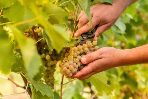 Vinski turizam bez granica: Početna konferencija projekta u Vinariji Vina Belje
