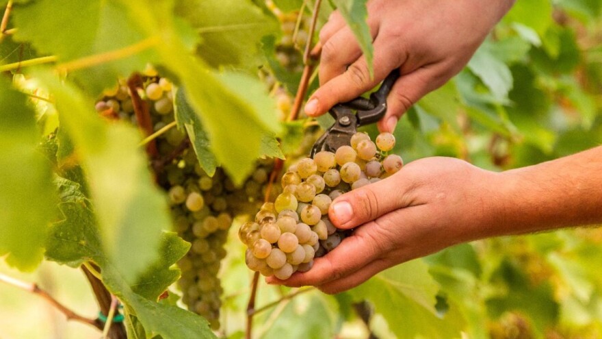 Vinski turizam bez granica: Početna konferencija projekta u Vinariji Vina Belje