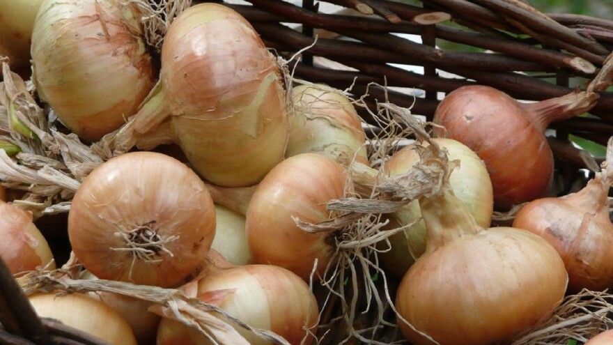 Biće crnog luka ove godine i za izvoz, ali po kojoj ceni?