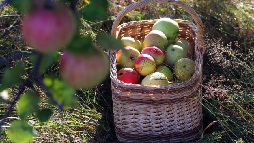 Kako do statusa proizvođačke organizacije?