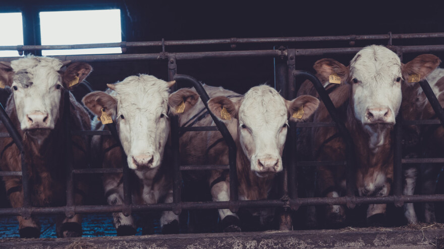 Tajfun zahvatio brod sa skoro 6.000 grla stoke, nestao i 41 član posade