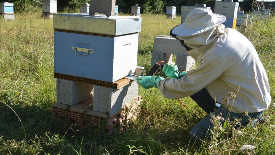 Moguća ozbiljnija proizvodnja polena, ali potrebna je i podrška države