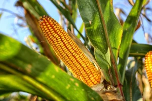 Produktna berza: Pada cena kukuruza novog roda