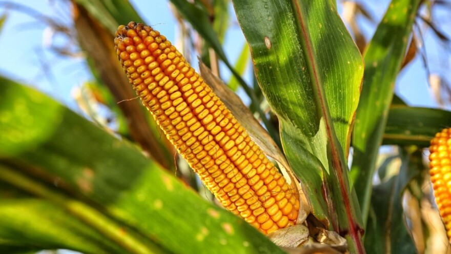 Produktna berza: Pada cena kukuruza novog roda