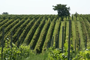 Slavonija i Baranja imaju sve preduvjete za vinski turizam, graševina je ogroman potencijal