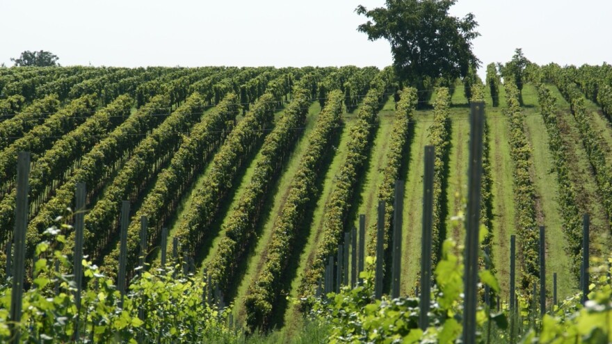 Slavonija i Baranja imaju sve preduvjete za vinski turizam, graševina je ogroman potencijal