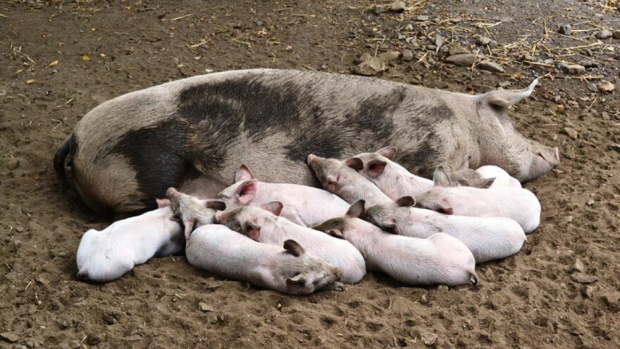 Vatrena stihija: Stradalo oko 2.000 svinja, radnik zadobio lakše ozlede