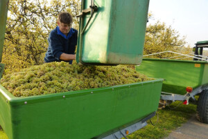 Francuska proizvela više vina nego lani