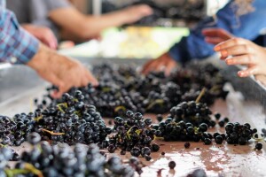 Vlada 13,18 milijuna neutrošenih kuna preraspodijelila za pomoć sektoru vina