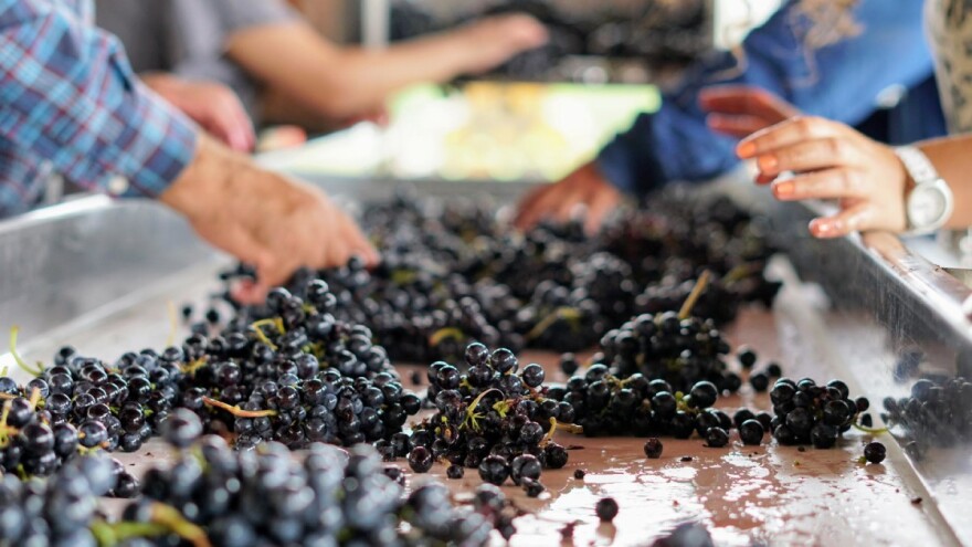 Vlada 13,18 milijuna neutrošenih kuna preraspodijelila za pomoć sektoru vina